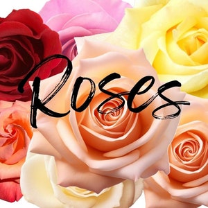 Rosen Clipart | fotografische digitale Clip Art | etwa 12 cm große .png Dateien
