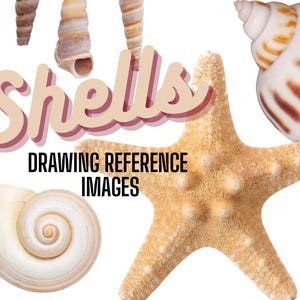 May include: A collection of seashells and a starfish on a white backdrop. The image features a large, beige starfish, various spiral and conch shells, and the text "Shells Drawing Reference Images" in a decorative font.