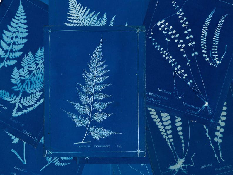 Vintage Cyanotype Fern Clipart Bundle - 20 Digital Prints for Junk ...