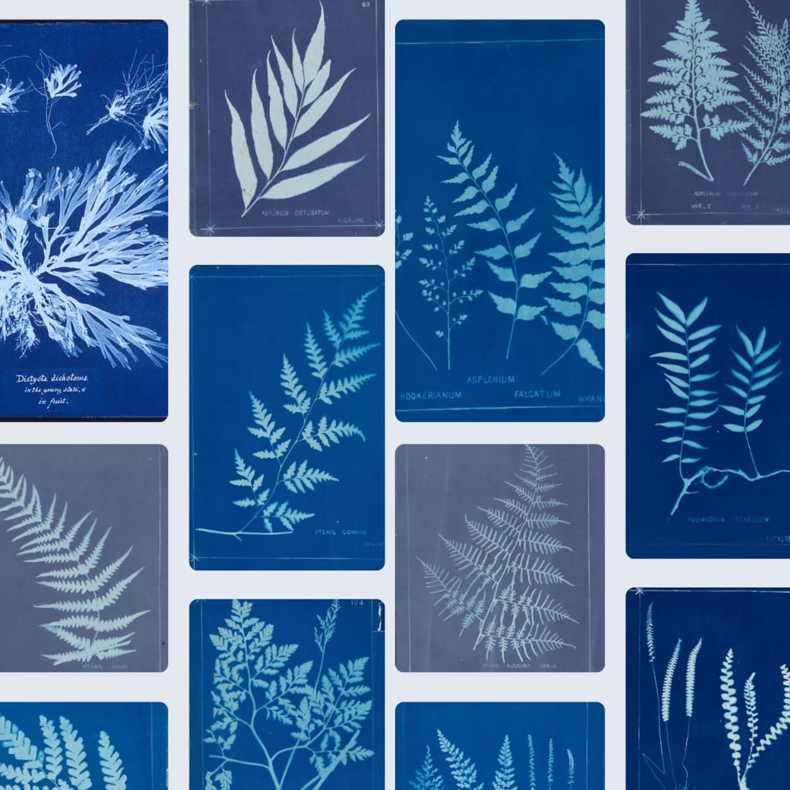 Vintage Cyanotype Fern Clipart Bundle - 20 Digital Prints for Junk ...