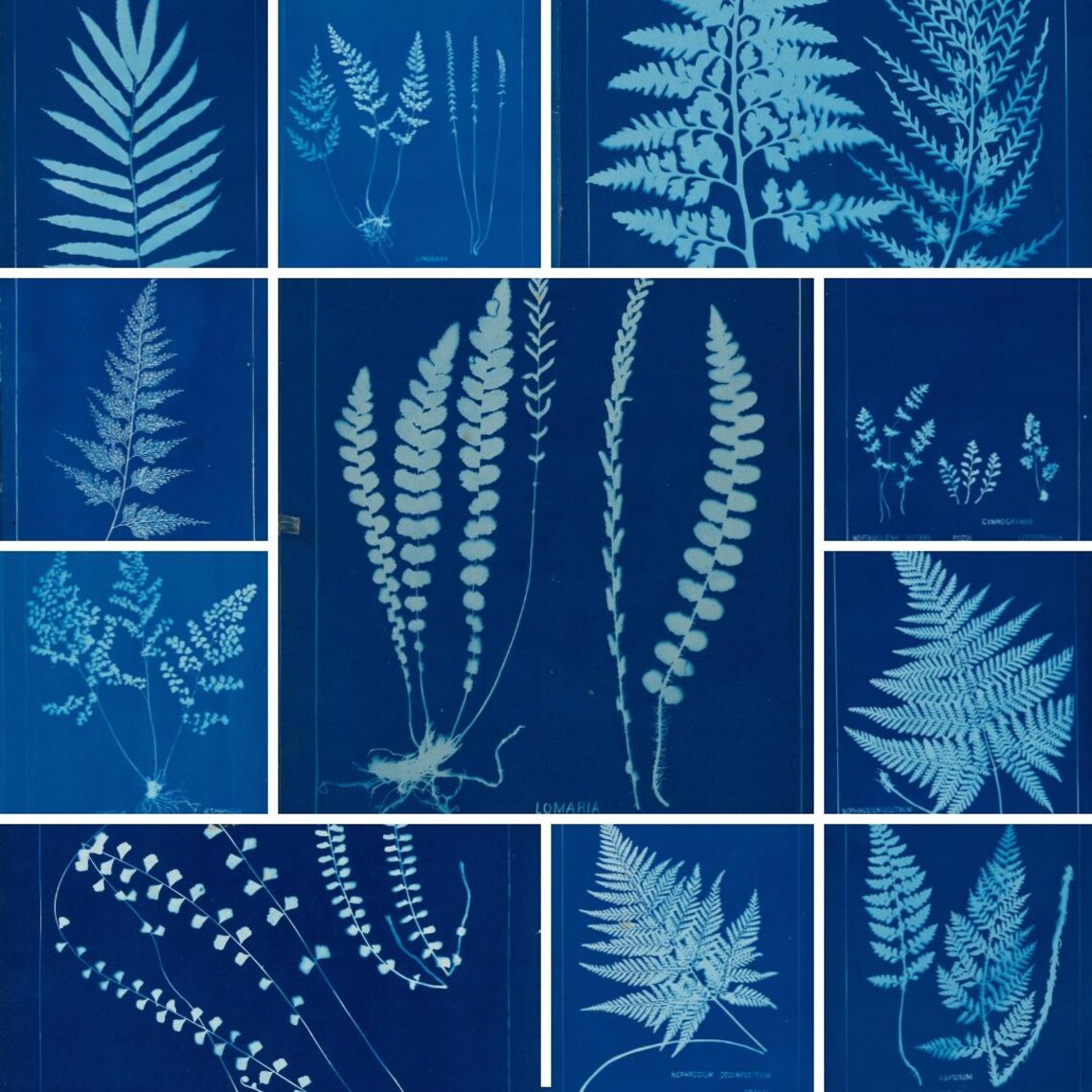 Vintage Cyanotype Fern Clipart Bundle - 20 Digital Prints for Junk ...