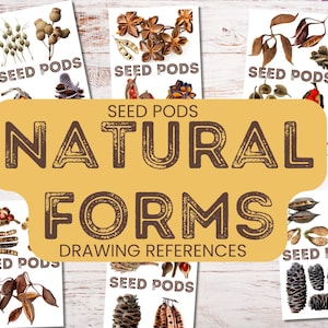 Può includere: Una collezione di riferimenti di disegno botanico con vari baccelli di semi. L'immagine include più schede con illustrazioni dettagliate di diversi tipi di baccelli di semi, con il testo "SEED PODS" e "NATURAL FORMS DRAWING REFERENCES". Le schede sono disposte su una superficie di legno chiaro.