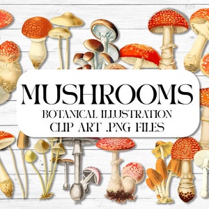 Images clipart champignon | 20 images vintage .png pour collage numérique | Images clipart d'Amanita Muscaria | Décoration d'automne