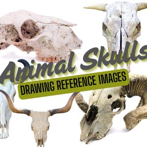 Puede incluir: Colección de cráneos de animales, incluyendo vacas y carneros, sobre un fondo blanco. La imagen incluye el texto "Animal Skulls" y "Drawing Reference Images".