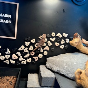 NEW Organic Shapes! Wall Climbing Hand Holds Turn enclosure into a rock climbing wall for bearded dragons & reptiles 2-3WK TAT