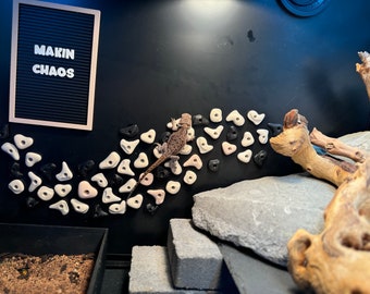 NEW Organic Shapes! Wall Climbing Hand Holds Turn enclosure into a rock climbing wall for bearded dragons & reptiles 2-3WK TAT