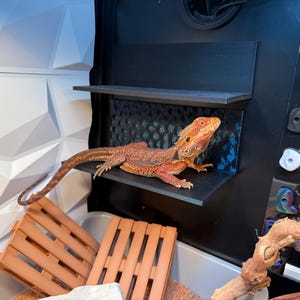 May include: A red and orange bearded dragon lizard perched on a black shelf with a blue and black patterned background. The lizard is in a terrarium with a wooden branch and a white and gray textured wall.