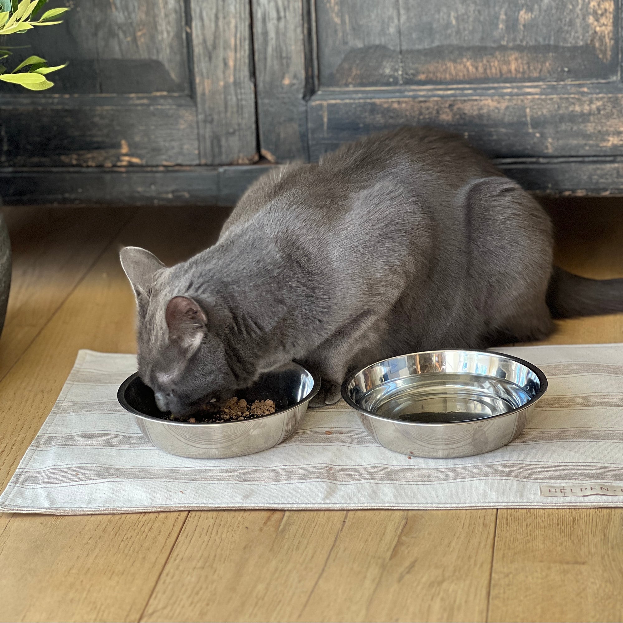 automatic wet cat food dispenser Ovvi