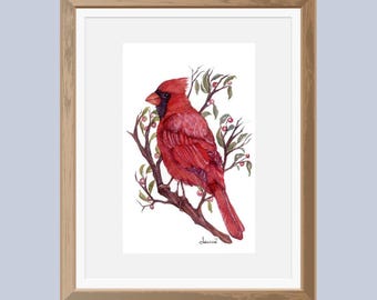 May include: A watercolor painting of a red cardinal perched on a branch with red berries. The bird is facing to the right and has a black beak and black eyes. The background is white.