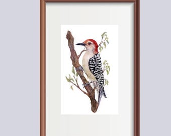 Red-Bellied Woodpecker Giclee Print/4x6/Bird Print/Art/Gift/House Decor/Summer
