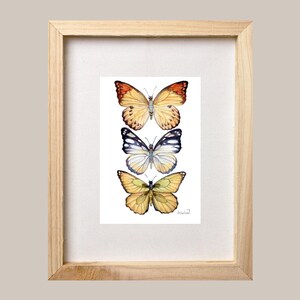 Butterfly Study Watercolor Giclee Print/Art Print/Nature/Insects/House Decor/Gift/5x7