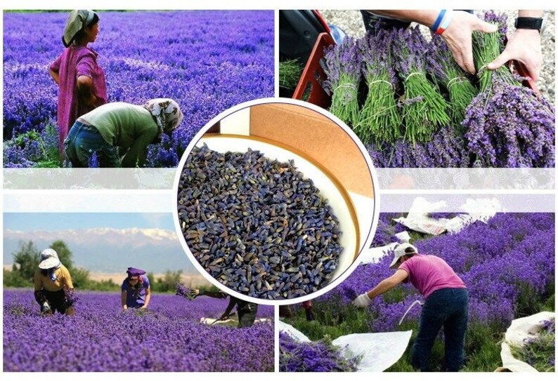 Dried Lavender Buds Whole Organic Long Lasting Soothing Etsy