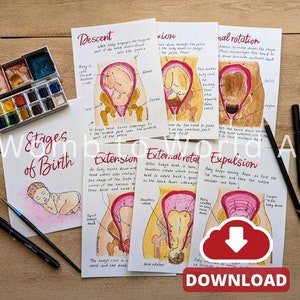 Ilustraciones de los movimientos cardinales del parto / Herramientas de enseñanza del parto de Womb to World Art / Etapas del parto / Doula / Hipnoparto