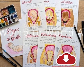 Cardinal Movements of Labour Watercolor Illustrations: Doula Birth Teaching Tools (Digital Download)