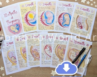 Stages of Pregnancy Illustrations PDF Download | Fetal Development Print | Antenatal Education Prints | Doula | Hypnobirthing | Birthworker