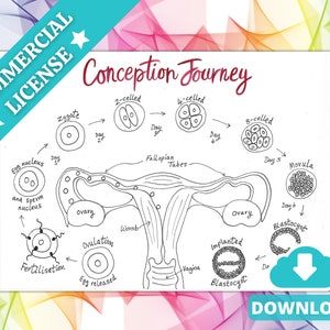 Diagrama para colorear de anatomía de la concepción / Cartel de ilustración del embarazo / Educación prenatal / Herramienta Doula / Partera / Hipnoparto