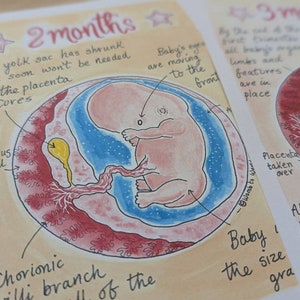Stages of Pregnancy Illustrations PDF Download Fetal Development Print Antenatal Education Prints Doula Hypnobirthing Birthworker image 3