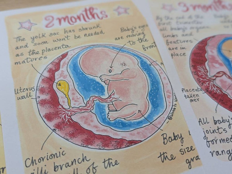 Stages of Pregnancy Illustrations PDF Download Fetal Development Print Antenatal Education Prints Doula Hypnobirthing Birthworker image 3