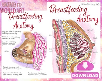 Breastfeeding Handout | Breast Anatomy Illustrations PDF Download | IBCLC Lactation Education | Postpartum | Breastfeeding Peer Supporter |