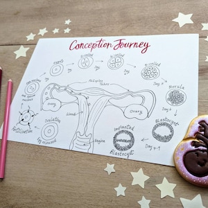 Conception Anatomy Colouring Diagram | Pregnancy Illustration Poster ...