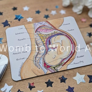 Puede incluir: Una ilustración anatómica detallada del cuerpo de una mujer embarazada, que muestra la posición del feto, la placenta y otros órganos. La ilustración está dibujada en estilo acuarela con etiquetas para cada órgano.