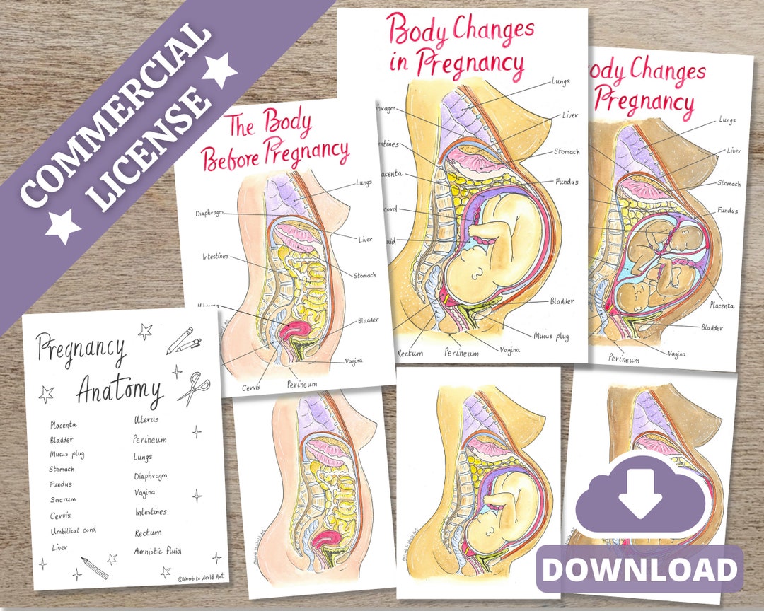 Pregnancy Anatomy Posters: Twin Pregnancy, Antenatal Education (PDF ...