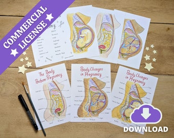May include: Four printable illustrations of the female body during pregnancy. The illustrations show the changes in the body during pregnancy, including the growth of the baby and the uterus. The illustrations are labeled with the names of the different organs and body parts.