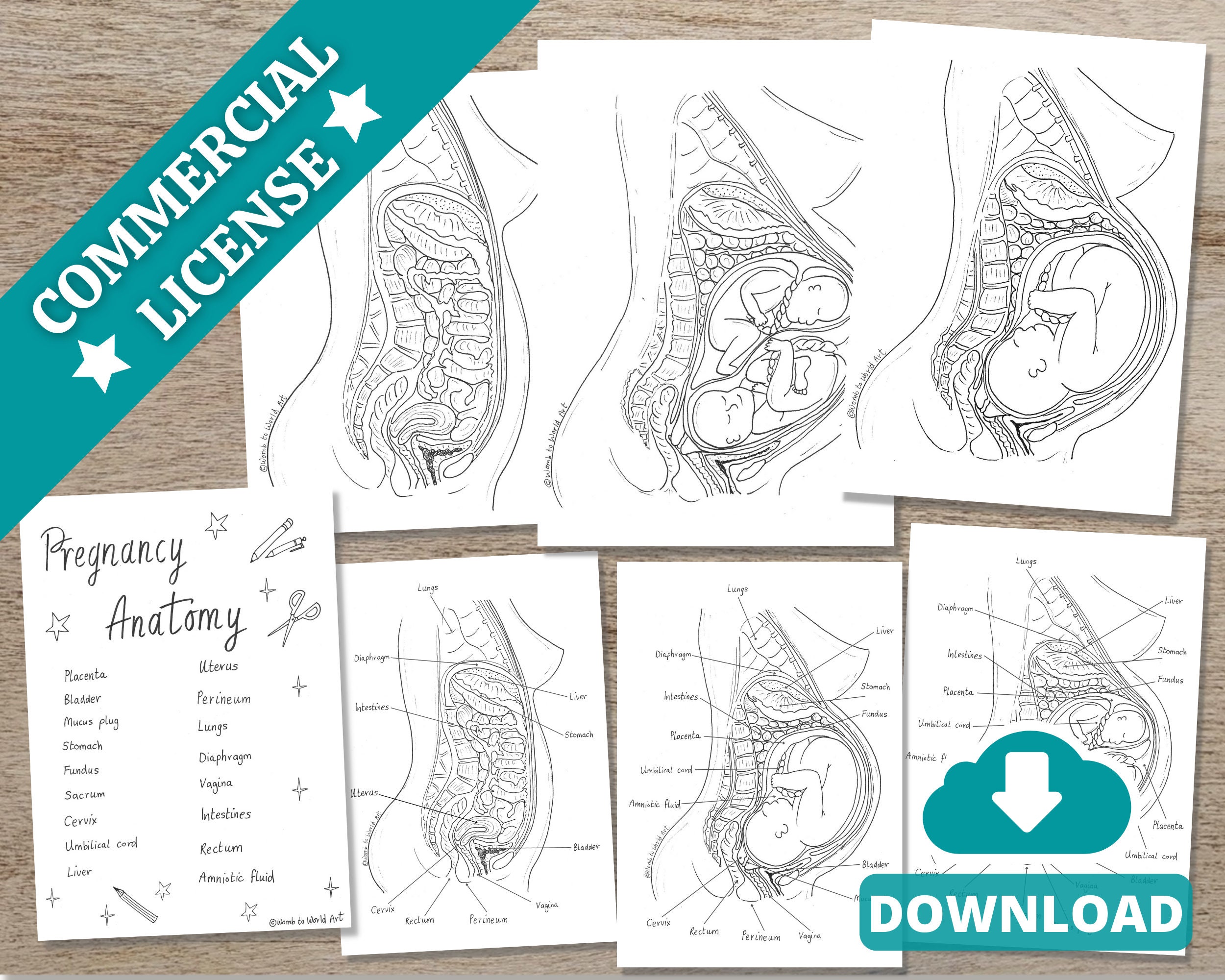 Pregnancy Anatomy Activity Pack Download Colouring Poster Labelling ...
