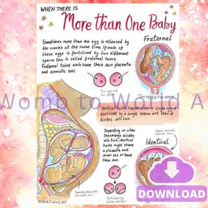 Concepción de gemelos (PDF) - Folleto A4 - Educación prenatal - Doula - Partera - Anatomía del embarazo