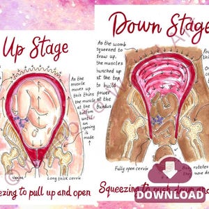 Diagrama en PDF de hipnoparto con etapas ascendentes y descendentes / Arte para suavizar y abrir el parto / Descargas educativas sobre el parto / Impresiones de doula / Partera
