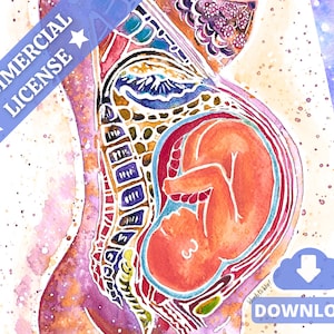 Schwangerschaft Anatomisch Aquarell Kunst | Geburts-Erziehung PDF Download | OBGYN Mutterleib Wand Kunst | Doula Poster | Hebamme | Geburtshelfer
