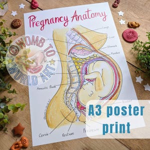Póster de anatomía del embarazo tamaño A3, herramienta didáctica, diagrama de anatomía, educación prenatal, doula, partera y arte del bebé en el útero