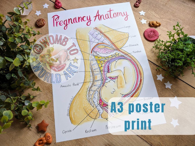 Pregnancy Anatomy Poster: Antenatal Education Teaching Tool (A3 Print ...