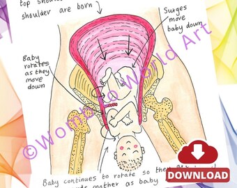 Illustrazioni ad acquerello dei movimenti cardinali del travaglio