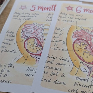 Stages of Pregnancy Illustrations PDF Download Fetal Development Print Antenatal Education Prints Doula Hypnobirthing Birthworker image 5