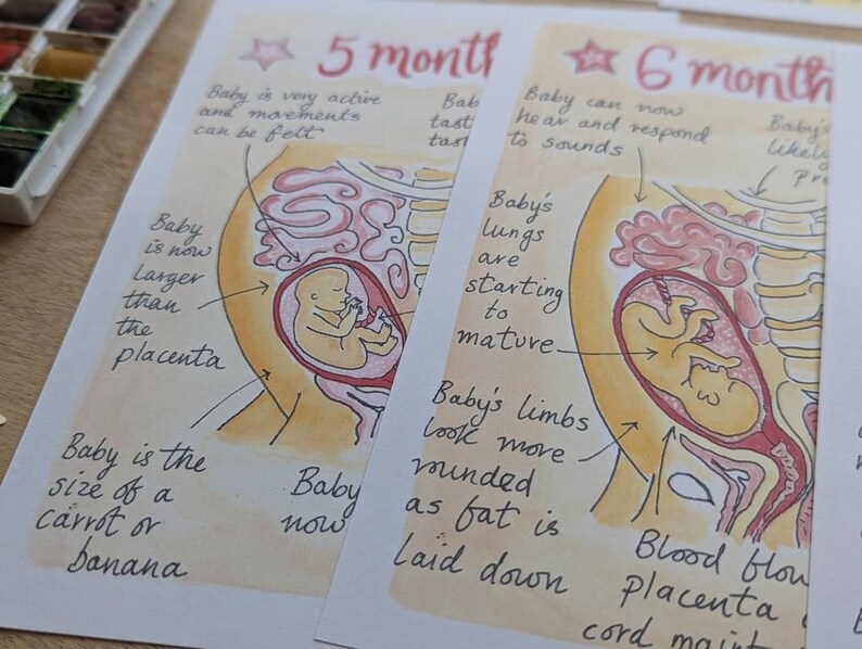 Stages of Pregnancy Illustrations PDF Download Fetal Development Print Antenatal Education Prints Doula Hypnobirthing Birthworker image 5