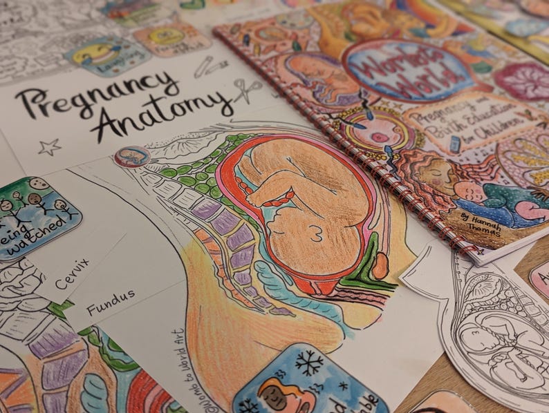 Pregnancy Anatomy Colouring Poster and Labelling Activity for Antenatal ...