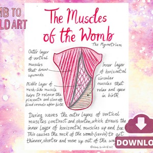 Muscles of the Womb: Hypnobirthing Education Handout (PDF)