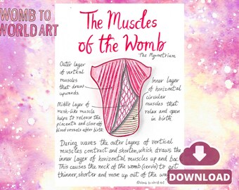Muscles of the Womb Uterus Hypnobirthing PDF Handouts | Labour Birth Education | Doula Tools | Midwife | Birthworker | Antenatal Downloads