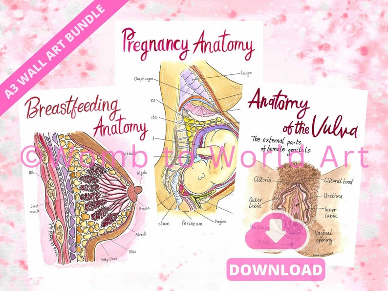 Pregnancy Anatomy Art Prints: OBGYN Office Decor Wall Art for Doulas ...