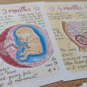 Stages of Pregnancy Illustrations PDF Download Fetal Development Print Antenatal Education Prints Doula Hypnobirthing Birthworker image 4