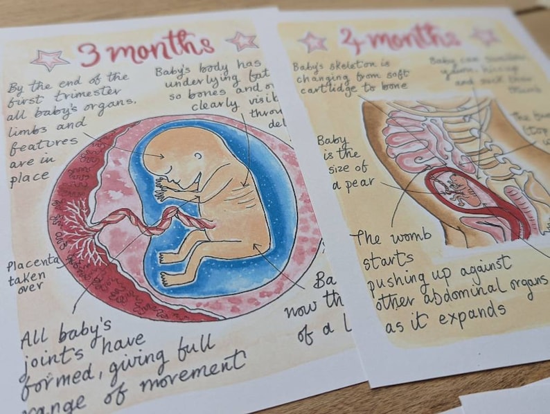 Stages of Pregnancy Illustrations PDF Download Fetal Development Print Antenatal Education Prints Doula Hypnobirthing Birthworker image 4