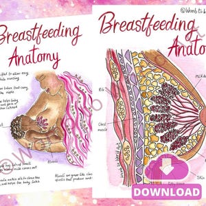 Folleto sobre lactancia materna / Ilustraciones de anatomía mamaria en formato PDF / Educación sobre lactancia de IBCLC / Posparto / Apoyo entre pares para la lactancia materna /