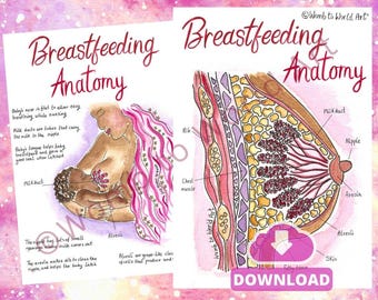 May include: A colorful illustrated diagram of a breastfeeding anatomy with a mother and baby on the left side and a cross-section of a breast on the right side. The diagram includes labels for the milk duct, nipple, areola, alveoli, chest muscle, rib, and skin. The text "Breastfeeding Anatomy" is written in pink at the top of the diagram.