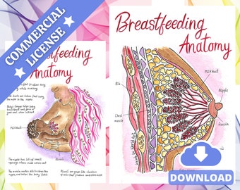 Breastfeeding Breast Anatomy Illustrations PDF Download |  IBCLC Antenatal Education Teaching | Doula | Midwife | Postpartum Doula