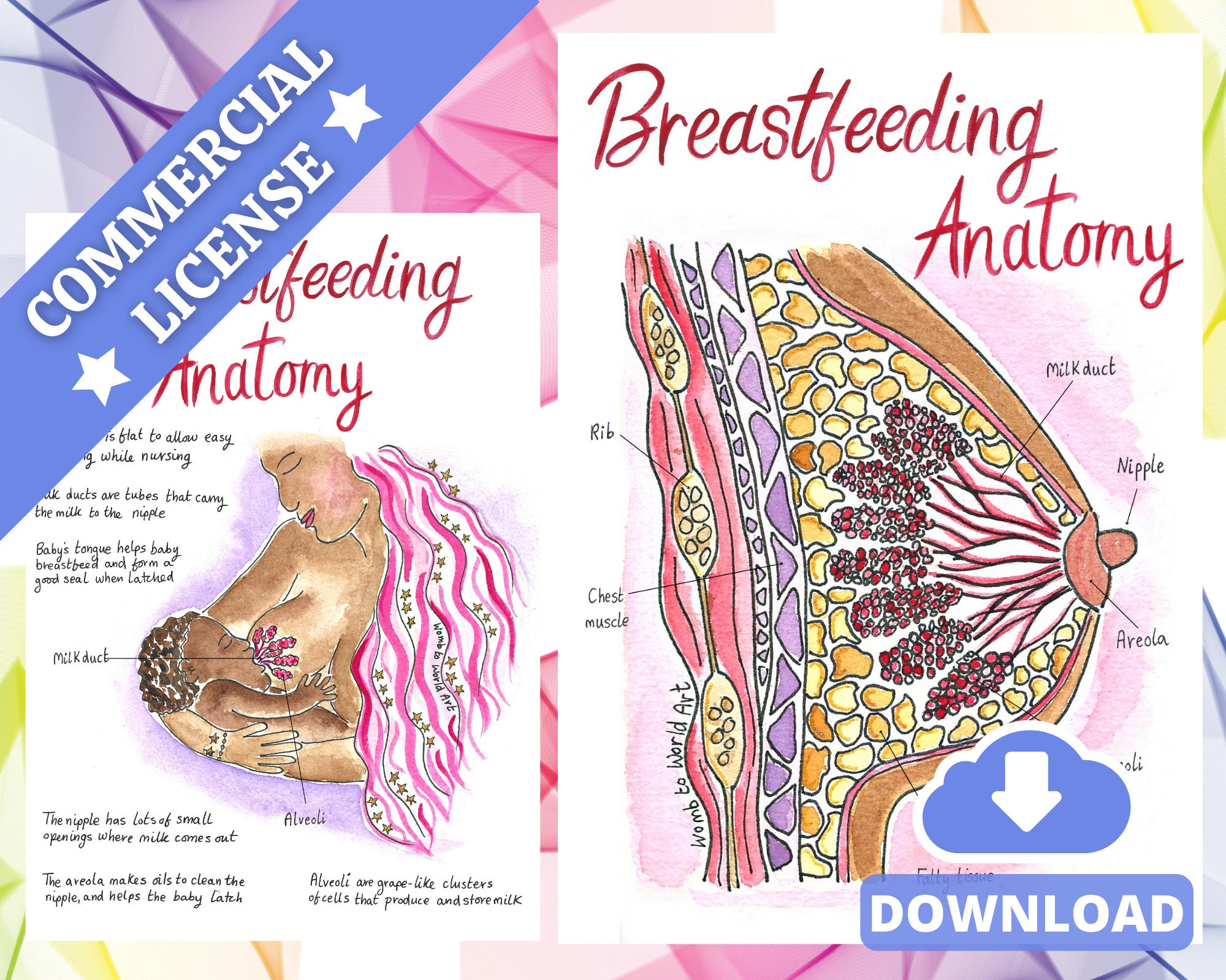 Breast – External Anatomy – Digital Download – Student Midwife