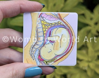 Pregnancy Anatomy Magnet: Baby in Womb Watercolor Art