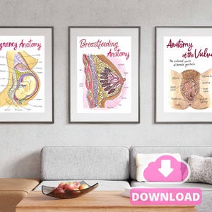 Arte de oficina para ginecólogos/Impresiones digitales de arte mural sobre la anatomía del embarazo/Descarga de PDF en formato A3/Educación prenatal/Doula/Partera/Parto hipnótico