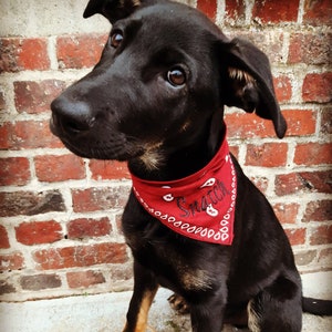 Animal Embroidered Bandana