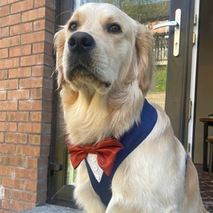 Tuxedo Wedding Dog Harness in Navy Blue Shot Silk Satin Cute Bow Burnt Orange Bow Wedding Dog Tuxedo Harness CHOICE of COLOURS Best Dog